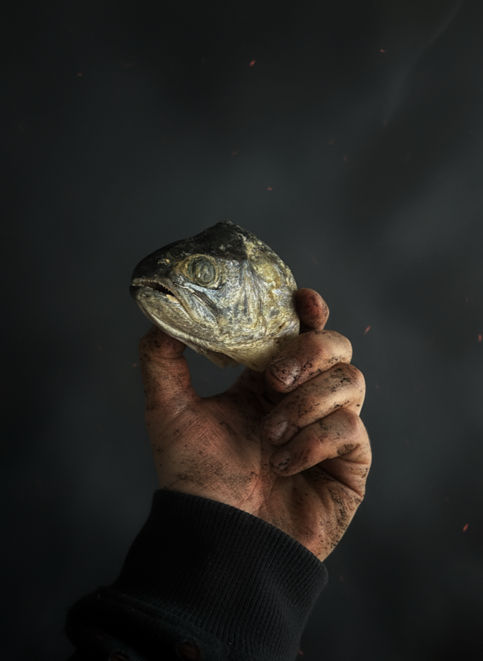 CorpseCo freeze-dried raw trout heads